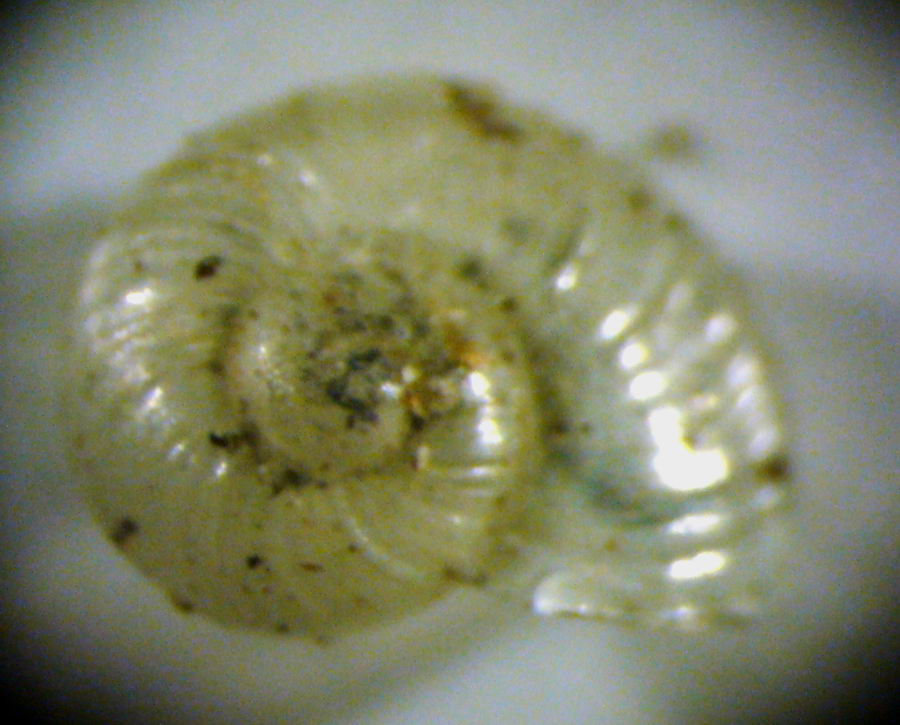 Oligolimax cf. annularis